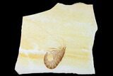 Bargain, Fossil Shrimp (Aeger) - Solnhofen Limestone #143816-2